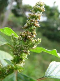 Image result for Amaranthus dubius