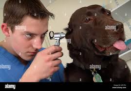 Trainee veterinary nurse, Jamie Burt with vet Maria Lowe at Viking  Veterinary Surgeons, Bristol Stock Photo