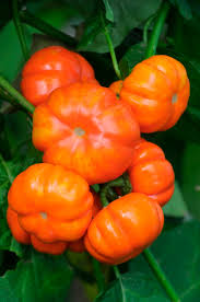 Image result for Solanum aethiopicum