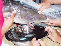 Saat ini memilih untuk merintis usaha sendiri menjadi hal yang diinginkan banyak orang. Bagaimana Menternak Ikan Keli Dalam Kanvas Dan Penghasilan Pallet