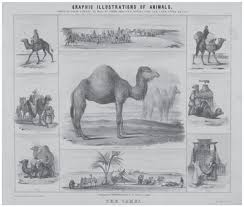 Camels From Roman Imperial Sites In Serbia