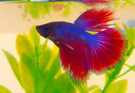 We Ve Had Out Fair Share Of Beta Fish Breeding Betta Fish Betta Fish Betta