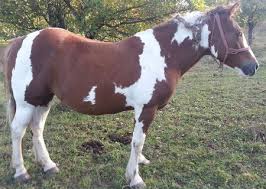 Cumpara armasari, iepe, manzi, ponei direct de la proprietari. Cal Rasa Pinto Semigreu ZalÄu Publiro Com