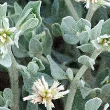 Image result for Leucosphaera bainesii