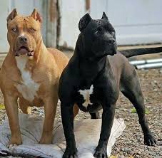Left Or Right Dm For Credit Or Removal Dog Breeds Pitbull Terrier Pitbull Dog