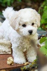 Pin On Maltese