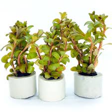 Image result for Ludwigia senegalensis