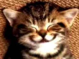 Kucing pensil lukisan kucing comel melukis elemen haiwan. Kucing Comel Youtube 81021 Nama Untuk Kucing Comel Lucu Dan Unik