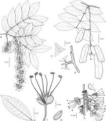 Image result for Englerodendron mengei