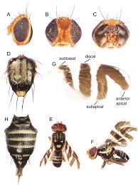 Image result for Rhaphiostylis