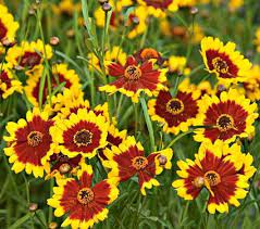 Coreopsis Coloropsis Salsa White Flower Farm Coreopsis Flower White Flower Farm Flower Meanings