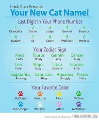 Your New Cat Name Cat Names Names Just For Laughs
