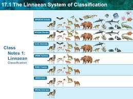 Class Notes 1 Linnaean Classification Ppt Download