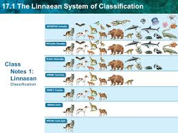 class notes 1 linnaean classification ppt download