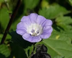 Image result for Nicandra