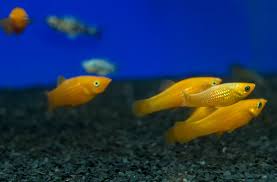 The water temperature should be between 78 to 82 degrees fahrenheit. Mollies Quick Guide To Keeping These Common Freshwater Aquarium Fish Pet Fish Karma