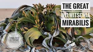 Image result for Uvaria welwitschii