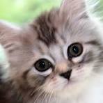 Cat Breeders Near Me - Cat Kingpin