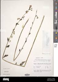 Image result for Talinum portulacifolium