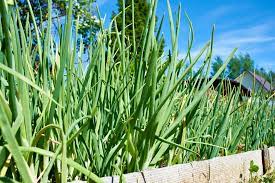 Tips For Killing Onion Grass