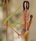Image result for Ceropegia paricyma