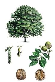 Encyclopedie Larousse En Ligne Noyer Illustration Botanique Identification Des Arbres Arbres Et Arbustes