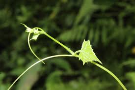 Image result for Zehneria