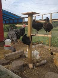 2fddcd269d5366786df33e37bbf79ef5 Jpg 474 632 Buyuyen Tavuklar Kumes Tavukculugu Tavuk Kumesleri