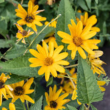 Mustards including wild black mustard and cultivated mustards such as. How To Grow And Care For False Sunflowers