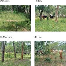 Image result for Rhynchosia holstii