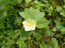 Image result for Sida cordifolia