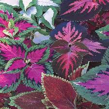 Image result for Coleus alpinus
