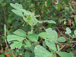 Image result for Pseudarthria