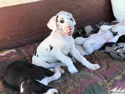 Find great dane puppies and breeders in your area and helpful great dane information. Great Dane Puppies Harlequins Mantles Merles Adventures