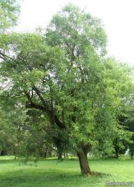 Image result for Morinda