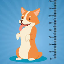 Bernese Mountain Dog Growth Chart Puppy Growth Chart By