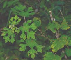 Image result for Urena lobata