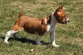 This breed is mainly healthy, living an average life span of 15 to 18 years. Seegmiller Standard Rat Terriers Rat Terrier Puppies Rat Terriers Lap Dogs