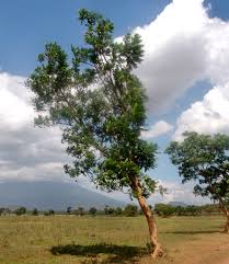 Image result for Erianthemum schelei