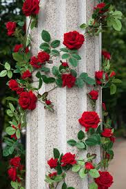 Download 1,317,622 flower garden images and stock photos. Hd Wallpaper Red Roses Around White Concrete Pillar Flowers Rose Garden Wallpaper Flare