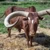 They rarely have extra loose skin, which prevents them from getting caught in thorny brush. 1