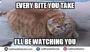 Fat cat meme, funny fat cat, with quotes. Fat Cat Memes Cat Breed Selector