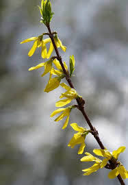 Forcing Forsythia Indoors How To Force Forsythia Blossoms Forsythia Pink Spring Flowers Yellow Leaf Trees