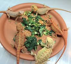 Bearded Dragon Food Central Bearded Dragons