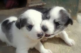 Two Black White Newborn Husky Puppies Playing Png