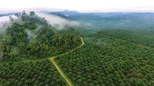 Consultant for better management, plantations and research. Courting Controversy Scientists Team With Industry To Tackle One Of The World S Most Destructive Crops Science Aaas