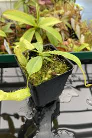 Image result for Nesaea heptamera