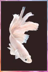 Https Encrypted Tbn0 Gstatic Com Images Q Tbn And9gct2l3iyntawj60qt608iqn4h16imifwn2fbrg Usqp Cau