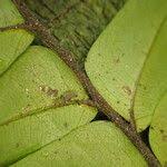 Image result for Tessmannia anomala