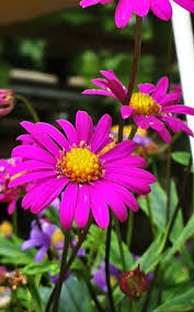 Image result for Senecio purpureus